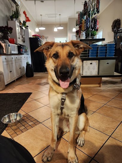 Dog day care in Syracuse New York Shear Magic Dog Spa Resort 1