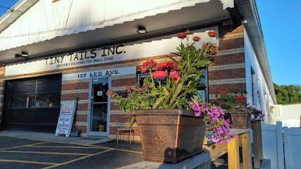 Dog day care in Syracuse New York Tiny Tails of Syracuse Incorporated 1