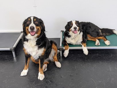 Dog day care in Syracuse New York Wiggle Waggles Doggie Daycare 1