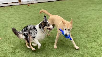 Dog day care in Tamworth New Hampshire White Mountain Dawg Barn 1