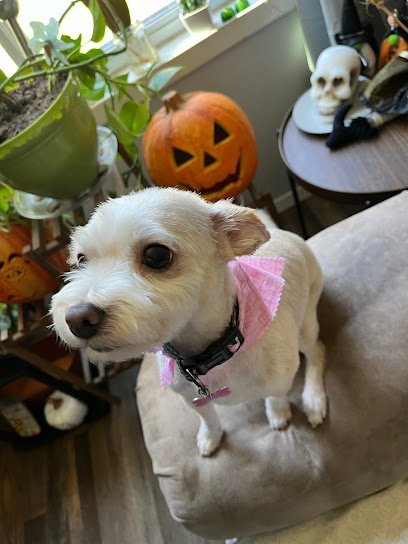 Dog day care in Tea South Dakota Lacy s Struttin  Mutts 1