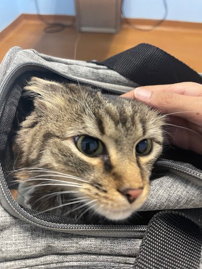 Dog day care in Teaneck New Jersey Bergen Veterinary Hospital 1