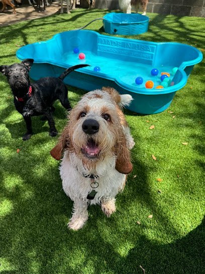 Dog day care in Temple Texas Barking Oaks Pet Resort 1