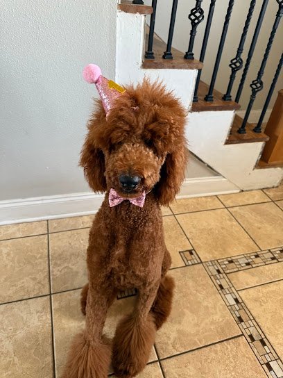 Dog day care in Terrytown Louisiana Dogatude LLC 1