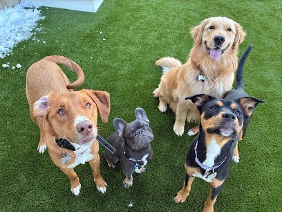 Dog day care in Tewksbury Massachusetts Poochie Palace 1