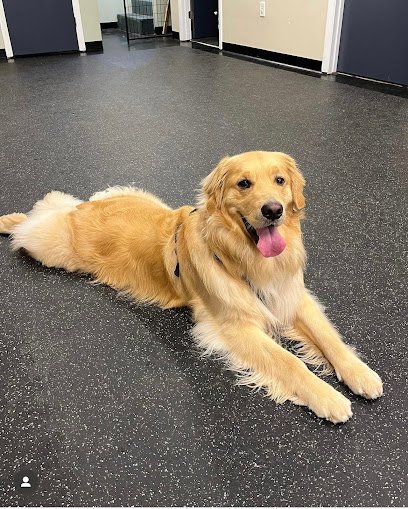 Dog day care in Tewksbury Massachusetts StellaDoggo Playcare LLC 1