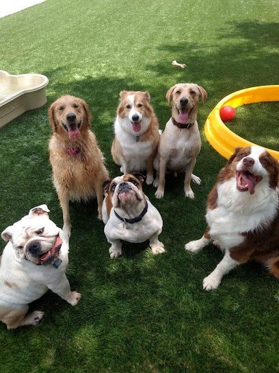 Dog day care in Texarkana Texas Prancing Paws Doggie Daycare 1