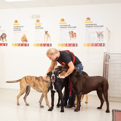 Dog day care in The Colony Texas The Dog Stop The Colony 1