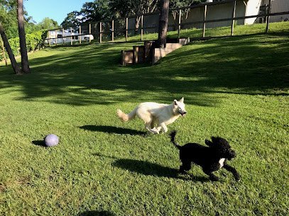 Dog day care in The Woodlands Texas Ruff s Dog Ranch 1