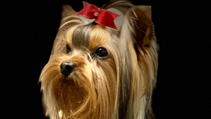 Dog day care in Thornville Ohio Turning Tails Pet Company 1