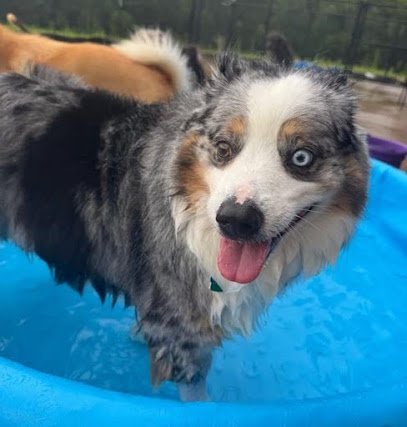 Dog day care in Tiffin Iowa CLEAR CREEK DOG RESORT 1