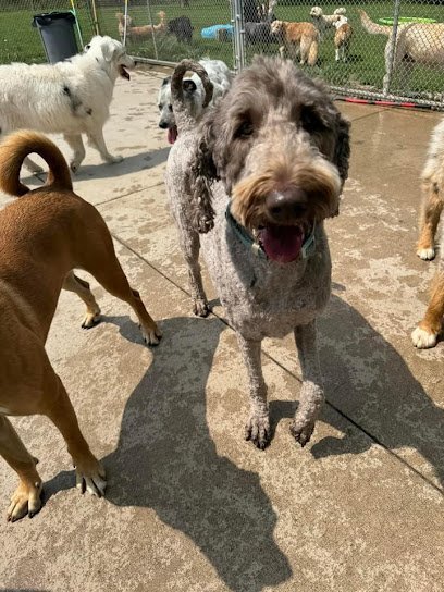 Dog day care in Tiffin Iowa Half Moon Kennels 1