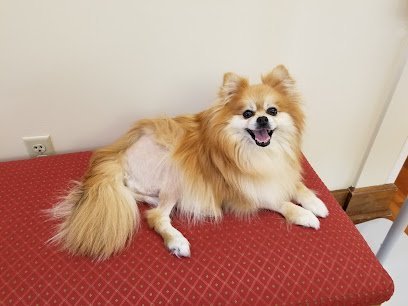 Dog day care in Timonium Maryland Lutherville Animal Hospital 1