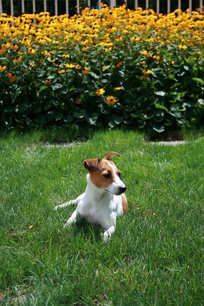 Dog day care in Tinton Falls New Jersey Deer Path Kennels 1