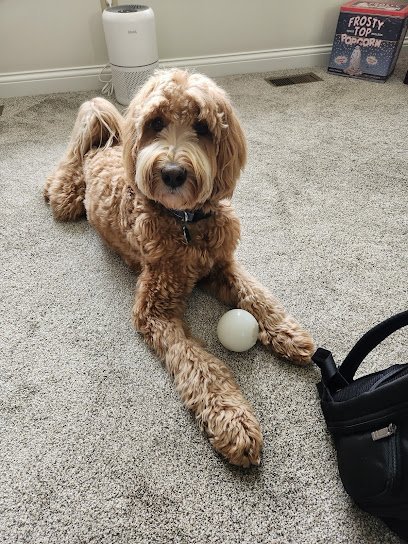 Dog day care in Tipp City Ohio Tipp to Tail Pet Resort and Spa 1