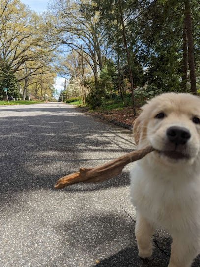 Dog day care in Tobaccoville North Carolina Winston Salem Dog Care 1