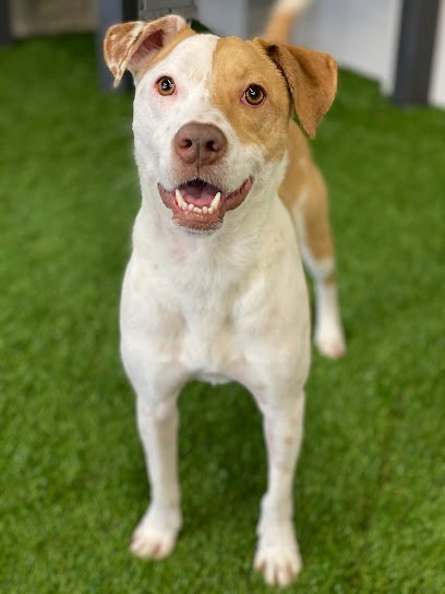 Dog day care in Toledo Ohio 41K9 Dog Daycare Boarding 1