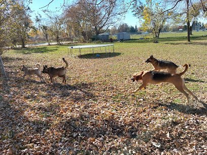 Dog day care in Toledo Ohio The WoofPack LLC 1