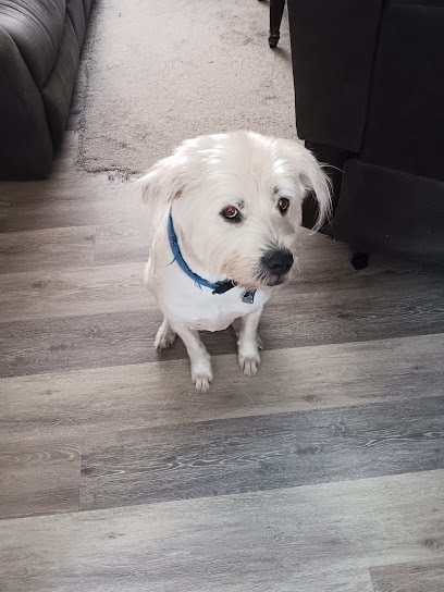 Dog day care in Tomball Texas Willow Creek Ranch of Tomball 1