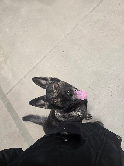 Dog day care in Toms River New Jersey Hanlons K 9 1