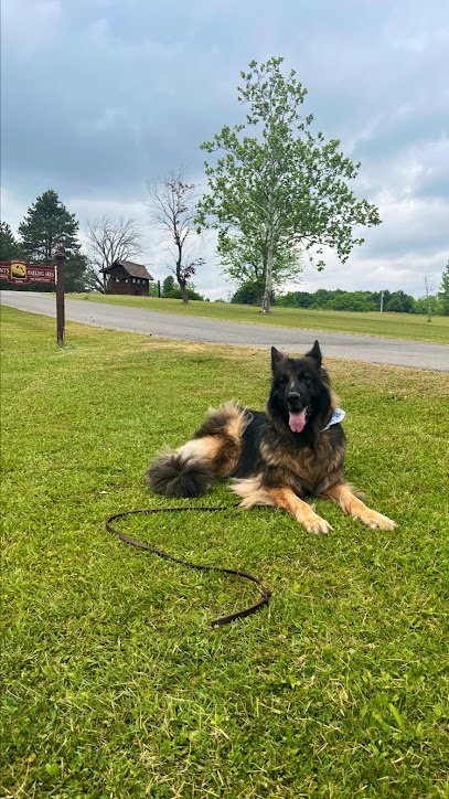 Dog day care in Tonawanda New York K9 Vision at the DLC 1