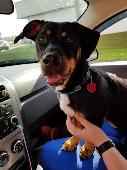 Dog day care in Trenton Georgia Sun Dog Grooming