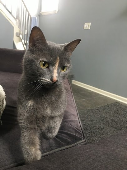 Dog day care in Troy Michigan Long Lake Animal Hospital Lakeside Pet Resort 1