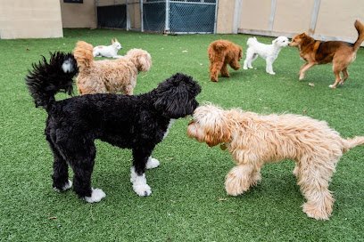 Dog day care in Troy Michigan Pet Suite Retreat Troy 1