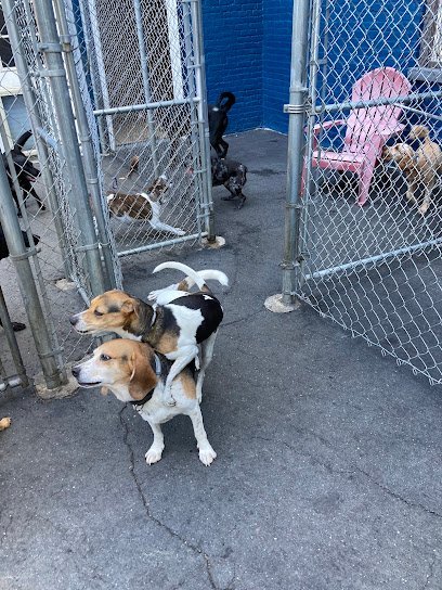 Dog day care in Troy New York Happy Paws on Pawling a doggie daycamp 1