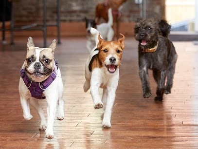 Dog day care in Troy New York Henry Loves Betty 1