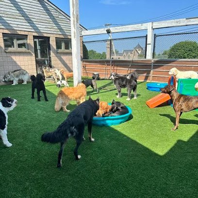 Dog day care in Troy New York The Dogscape 1