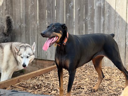 Dog day care in Tualatin Oregon Reynolds Dog Resort Training Center 1