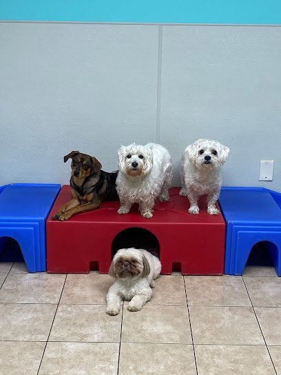 Dog day care in Tuckahoe New York Kennedy Canine Center 1