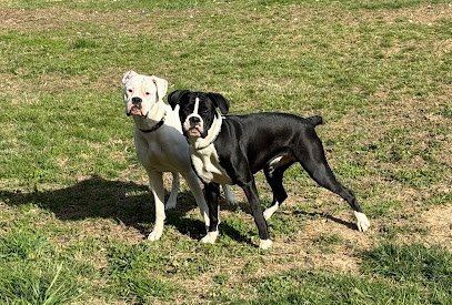 Dog day care in Tullahoma Tennessee K9 to 5 1