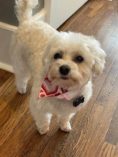 Dog day care in Tulsa Oklahoma Muddy Paws 1