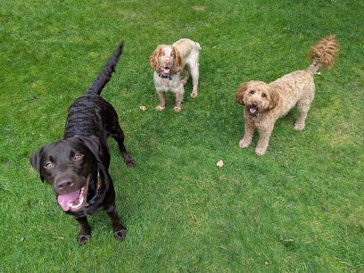 Dog day care in Twin Lake Michigan My Pet Nanny Muskegon Michigan Dog Daycare Boarding 1