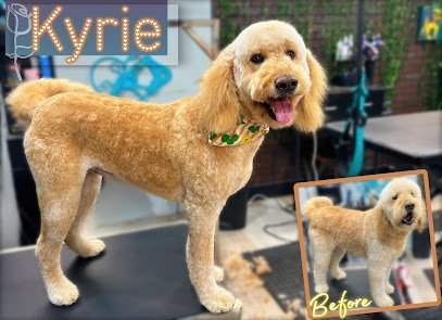 Dog day care in Tyler Texas Fuzzie Butts Natural Pet Spa 1