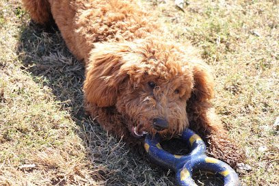 Dog day care in Tyler Texas The Paw Spot Pet Resort 1