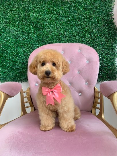 Dog day care in Union New Jersey Glam Paws Grooming Spa 1