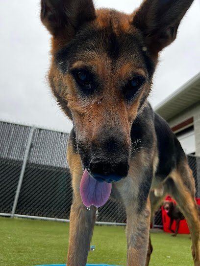 Dog day care in Uniontown Pennsylvania Blue Ribbon Dog Academy 1