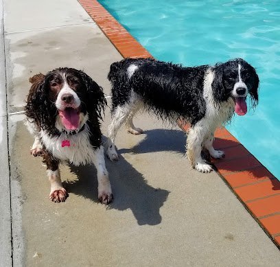 Dog day care in Upperco Maryland Timber Ridge Pet Resort 1