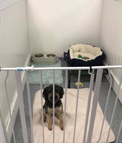 Dog day care in Urbana Ohio Lil Dog Ranch 1