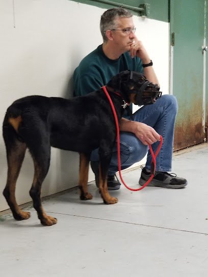 Dog day care in Vandalia Ohio The Hound Playground 1