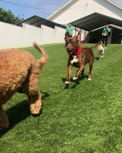 Dog day care in Vass North Carolina Five Points Pet Resort 1