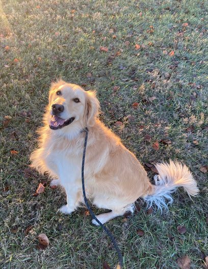 Dog day care in Versailles Kentucky Wildcat Country Dog Retreat 1