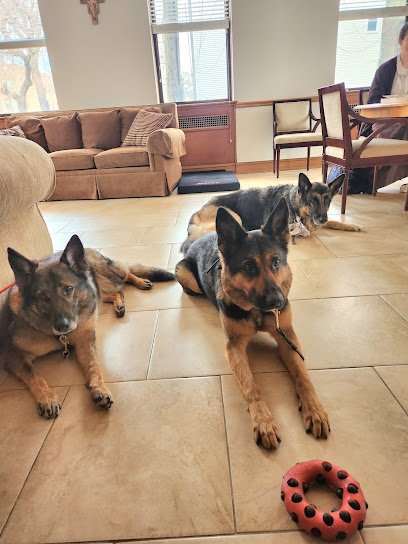 Dog day care in Villa Park Illinois Canine Connections 1