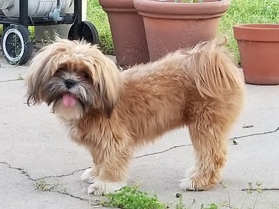 Dog day care in Viola Kansas Krazy 4 Dogs LLC 1