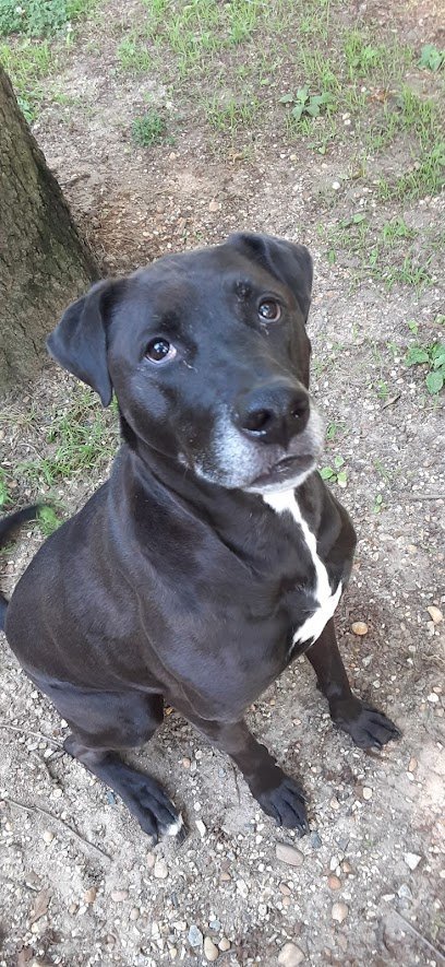 Dog day care in Voorhees Township New Jersey Lakeside Kennel Cattery 1