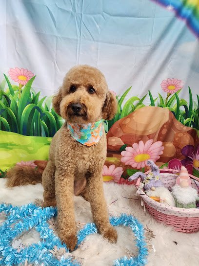 Dog day care in Waco Texas Fur Pet s Sake LLC 1