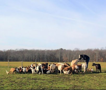Dog day care in Walden New York Bella Acres Farm Sanctuary 1